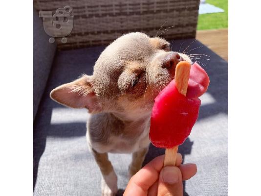 Καταπληκτικό chihuahua